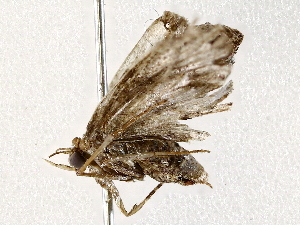  ( - BIOUG73030-H02)  @11 [ ] CreativeCommons - Attribution (2022) CBG Photography Group Centre for Biodiversity Genomics