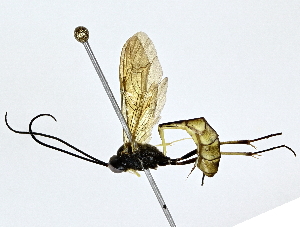  ( - BIOUG73630-G11)  @11 [ ] CreativeCommons - Attribution (2022) CBG Photography Group Centre for Biodiversity Genomics