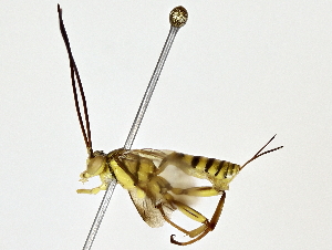  ( - BIOUG73630-H01)  @11 [ ] CreativeCommons - Attribution (2022) CBG Photography Group Centre for Biodiversity Genomics