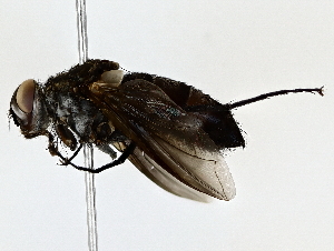  ( - BIOUG73630-H07)  @11 [ ] CreativeCommons - Attribution (2022) CBG Photography Group Centre for Biodiversity Genomics
