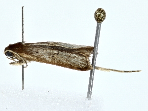  ( - BIOUG73631-A04)  @11 [ ] CreativeCommons - Attribution (2022) CBG Photography Group Centre for Biodiversity Genomics