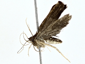  ( - BIOUG76545-A06)  @11 [ ] CreativeCommons - Attribution (2022) CBG Photography Group Centre for Biodiversity Genomics