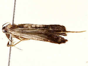  ( - BIOUG76550-E12)  @11 [ ] CreativeCommons - Attribution (2022) CBG Photography Group Centre for Biodiversity Genomics