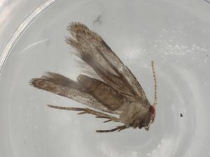  (gelMalaise01 Malaise9231 - BIOUG77513-H06)  @11 [ ] CreativeCommons - Attribution (2022) Centre for Biodiversity Genomics Centre for Biodiversity Genomics