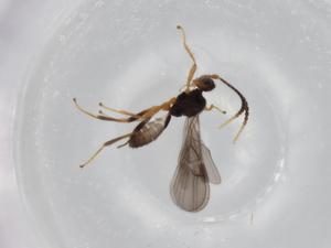  ( - BIOUG77514-F10)  @11 [ ] CreativeCommons - Attribution (2022) Centre for Biodiversity Genomics Centre for Biodiversity Genomics