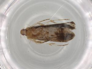  ( - BIOUG77646-C01)  @11 [ ] CreativeCommons - Attribution (2022) Centre for Biodiversity Genomics Centre for Biodiversity Genomics