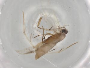  ( - BIOUG77646-C11)  @11 [ ] CreativeCommons - Attribution (2022) Centre for Biodiversity Genomics Centre for Biodiversity Genomics