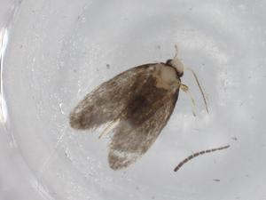  ( - BIOUG78409-G09)  @11 [ ] CreativeCommons - Attribution (2022) Centre for Biodiversity Genomics Centre for Biodiversity Genomics