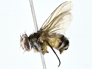  ( - BIOUG80749-C07)  @11 [ ] CreativeCommons - Attribution (2022) CBG Photography Group Centre for Biodiversity Genomics