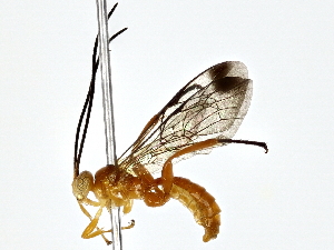  ( - BIOUG80750-H03)  @11 [ ] CreativeCommons - Attribution (2022) CBG Photography Group Centre for Biodiversity Genomics