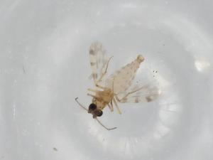  ( - BIOUG81467-B06)  @11 [ ] CreativeCommons - Attribution (2022) Centre for Biodiversity Genomics Centre for Biodiversity Genomics