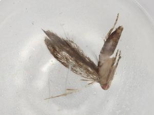  (gelMalaise01 Malaise0852 - BIOUG81482-E01)  @11 [ ] CreativeCommons - Attribution (2022) Centre for Biodiversity Genomics Centre for Biodiversity Genomics