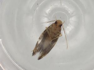  ( - BIOUG81770-D12)  @11 [ ] CreativeCommons - Attribution (2022) Centre for Biodiversity Genomics Centre for Biodiversity Genomics