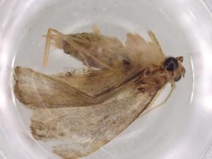  ( - BIOUG81771-B11)  @11 [ ] CreativeCommons - Attribution (2022) Centre for Biodiversity Genomics Centre for Biodiversity Genomics