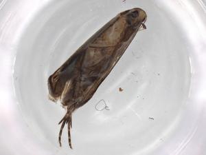  ( - BIOUG81771-C12)  @11 [ ] CreativeCommons - Attribution (2022) Centre for Biodiversity Genomics Centre for Biodiversity Genomics