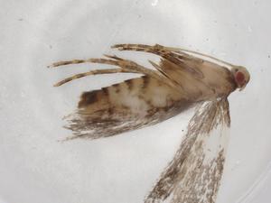  ( - BIOUG82173-A03)  @11 [ ] CreativeCommons - Attribution (2022) Centre for Biodiversity Genomics Centre for Biodiversity Genomics