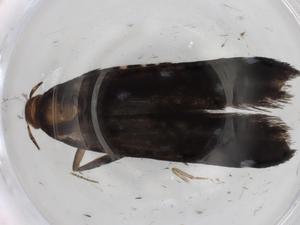  ( - BIOUG82173-A09)  @11 [ ] CreativeCommons - Attribution (2022) Centre for Biodiversity Genomics Centre for Biodiversity Genomics