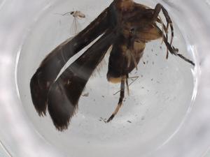  ( - BIOUG82180-B04)  @11 [ ] CreativeCommons - Attribution (2022) Centre for Biodiversity Genomics Centre for Biodiversity Genomics