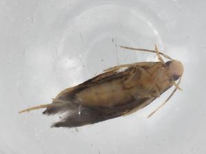  ( - BIOUG82180-D12)  @11 [ ] CreativeCommons - Attribution (2022) Centre for Biodiversity Genomics Centre for Biodiversity Genomics