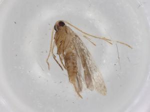  (gelMalaise01 Malaise0764 - BIOUG82180-E09)  @11 [ ] CreativeCommons - Attribution (2022) Centre for Biodiversity Genomics Centre for Biodiversity Genomics