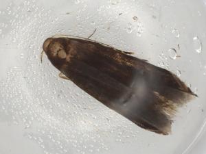  ( - BIOUG82200-A06)  @11 [ ] CreativeCommons - Attribution (2022) Centre for Biodiversity Genomics Centre for Biodiversity Genomics