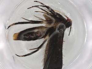  ( - BIOUG82200-D06)  @11 [ ] CreativeCommons - Attribution (2022) Centre for Biodiversity Genomics Centre for Biodiversity Genomics