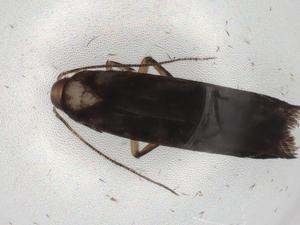  ( - BIOUG82904-B09)  @11 [ ] CreativeCommons - Attribution (2022) Centre for Biodiversity Genomics Centre for Biodiversity Genomics