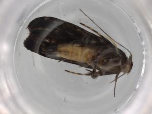  ( - BIOUG82938-H01)  @11 [ ] CreativeCommons - Attribution (2022) Centre for Biodiversity Genomics Centre for Biodiversity Genomics