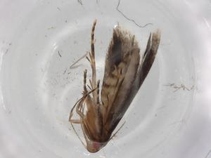  ( - BIOUG84014-C11)  @11 [ ] CreativeCommons - Attribution (2022) Centre for Biodiversity Genomics Centre for Biodiversity Genomics