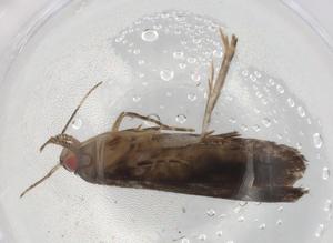  ( - BIOUG84022-F07)  @11 [ ] CreativeCommons - Attribution (2022) Centre for Biodiversity Genomics Centre for Biodiversity Genomics