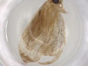  ( - BIOUG84537-A04)  @11 [ ] CreativeCommons - Attribution (2022) Centre for Biodiversity Genomics Centre for Biodiversity Genomics