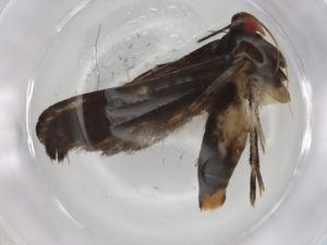  ( - BIOUG84537-B04)  @11 [ ] CreativeCommons - Attribution (2022) Centre for Biodiversity Genomics Centre for Biodiversity Genomics