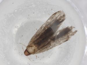  ( - BIOUG84537-C09)  @11 [ ] CreativeCommons - Attribution (2022) Centre for Biodiversity Genomics Centre for Biodiversity Genomics