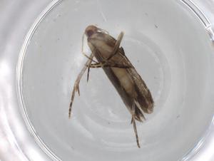  (gelMalaise01 Malaise4245 - BIOUG84537-H01)  @11 [ ] CreativeCommons - Attribution (2022) Centre for Biodiversity Genomics Centre for Biodiversity Genomics