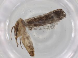  ( - BIOUG84086-F02)  @11 [ ] CreativeCommons - Attribution (2022) Centre for Biodiversity Genomics Centre for Biodiversity Genomics