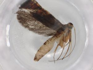  (gelMalaise01 Malaise5451 - BIOUG84086-G08)  @11 [ ] CreativeCommons - Attribution (2022) Centre for Biodiversity Genomics Centre for Biodiversity Genomics