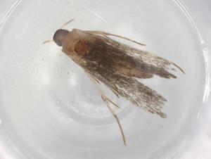  ( - BIOUG84101-G01)  @11 [ ] CreativeCommons - Attribution (2022) Centre for Biodiversity Genomics Centre for Biodiversity Genomics