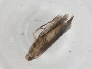  ( - BIOUG84117-A04)  @11 [ ] CreativeCommons - Attribution (2022) Centre for Biodiversity Genomics Centre for Biodiversity Genomics