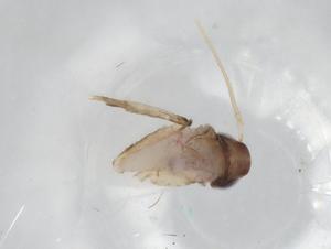  ( - BIOUG84118-G09)  @11 [ ] CreativeCommons - Attribution (2022) Centre for Biodiversity Genomics Centre for Biodiversity Genomics