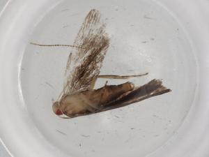  ( - BIOUG84568-A07)  @11 [ ] CreativeCommons - Attribution (2022) Centre for Biodiversity Genomics Centre for Biodiversity Genomics