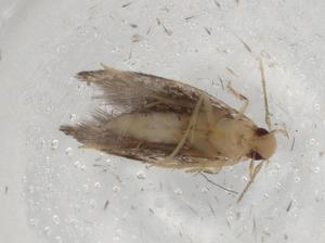  ( - BIOUG84568-F02)  @11 [ ] CreativeCommons - Attribution (2022) Centre for Biodiversity Genomics Centre for Biodiversity Genomics