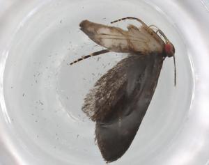  ( - BIOUG84587-E02)  @11 [ ] CreativeCommons - Attribution (2022) Centre for Biodiversity Genomics Centre for Biodiversity Genomics