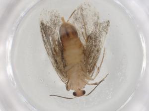  ( - BIOUG85369-E04)  @11 [ ] CreativeCommons - Attribution (2022) Centre for Biodiversity Genomics Centre for Biodiversity Genomics