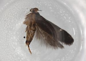  ( - BIOUG85906-H08)  @11 [ ] CreativeCommons - Attribution (2022) Centre for Biodiversity Genomics Centre for Biodiversity Genomics