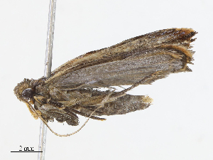  ( - CBG-A08768-D01)  @11 [ ] CreativeCommons - Attribution Share - Alike (2023) CBG Photography Group Centre for Biodiversity Genomics