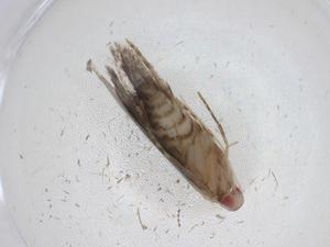  ( - CBG-A10425-F11)  @11 [ ] CreativeCommons - Attribution Share - Alike (2023) Centre for Biodiversity Genomics Centre for Biodiversity Genomics