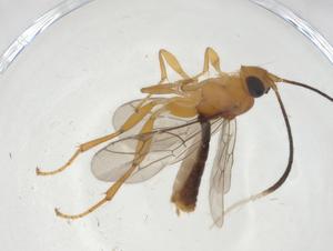  (Plectiscus Malaise3092 - CBG-A10442-G04)  @11 [ ] CreativeCommons - Attribution Share - Alike (2023) Centre for Biodiversity Genomics Centre for Biodiversity Genomics