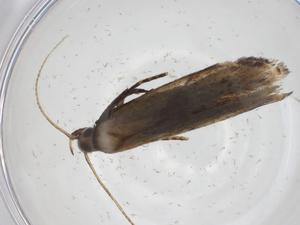  ( - CBG-A18770-H05)  @11 [ ] CreativeCommons - Attribution Share - Alike (2023) Centre for Biodiversity Genomics Centre for Biodiversity Genomics