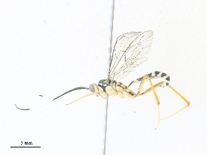  ( - CBG-A36872-B11)  @11 [ ] CreativeCommons - Attribution Share - Alike (2024) CBG Photography Group Centre for Biodiversity Genomics