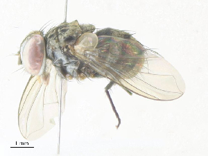  ( - CBG-A36872-C11)  @11 [ ] CreativeCommons - Attribution Share - Alike (2024) CBG Photography Group Centre for Biodiversity Genomics